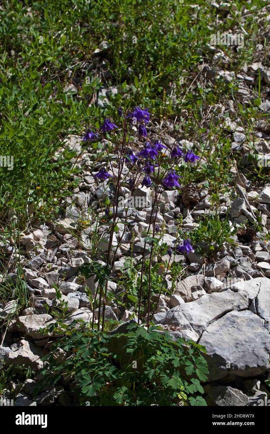 Common columbine Aquilegia vulgaris in bud Hauts Plateaux Reserve Vercors Regional Natural Park Vercors France Stock Photo