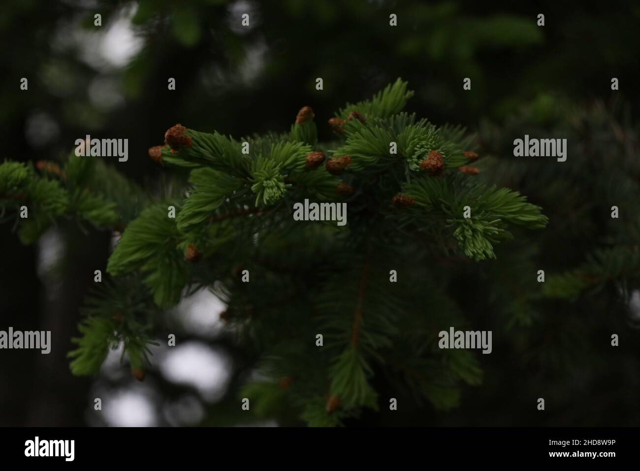 Pine tree at Ohio Northern University Stock Photo Alamy