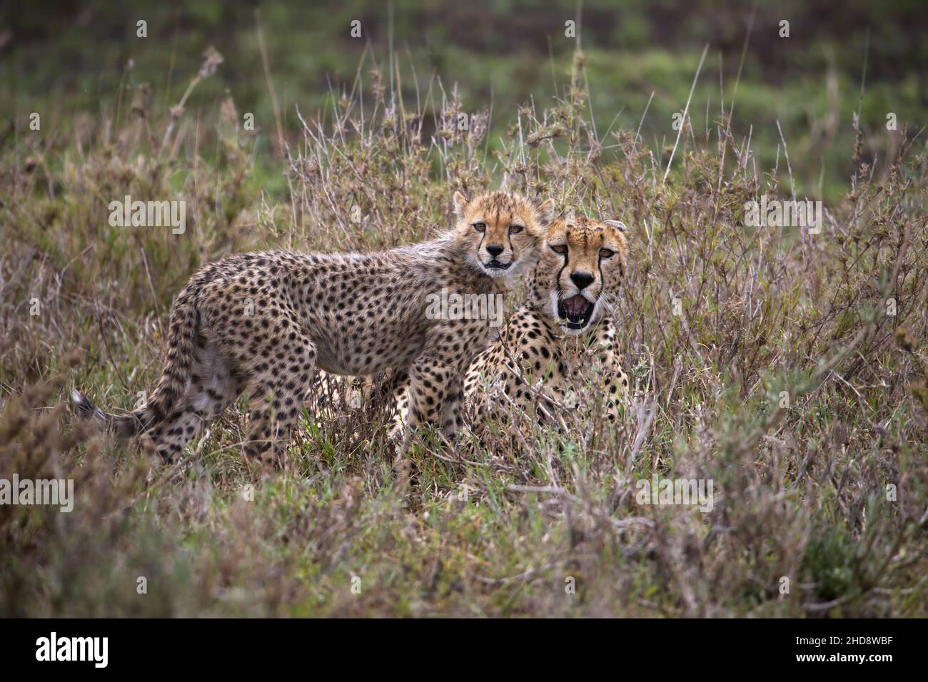 Closeup of two East African Cheetahs in a field under the sunlight in Tanzania Stock Photo