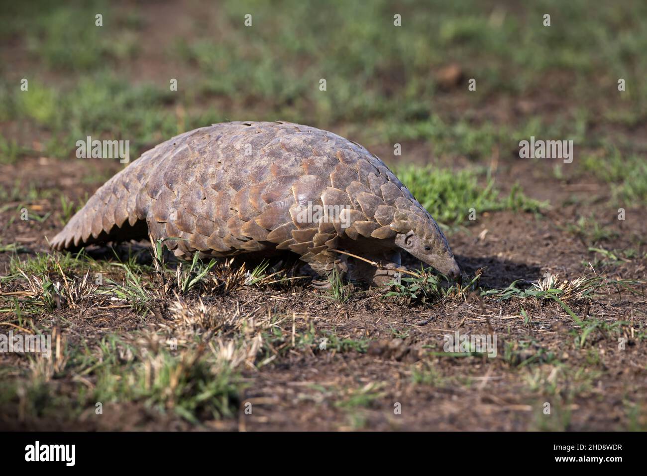 Closeup of a Ground pangolin under the sunlight in Tanzania Stock Photo