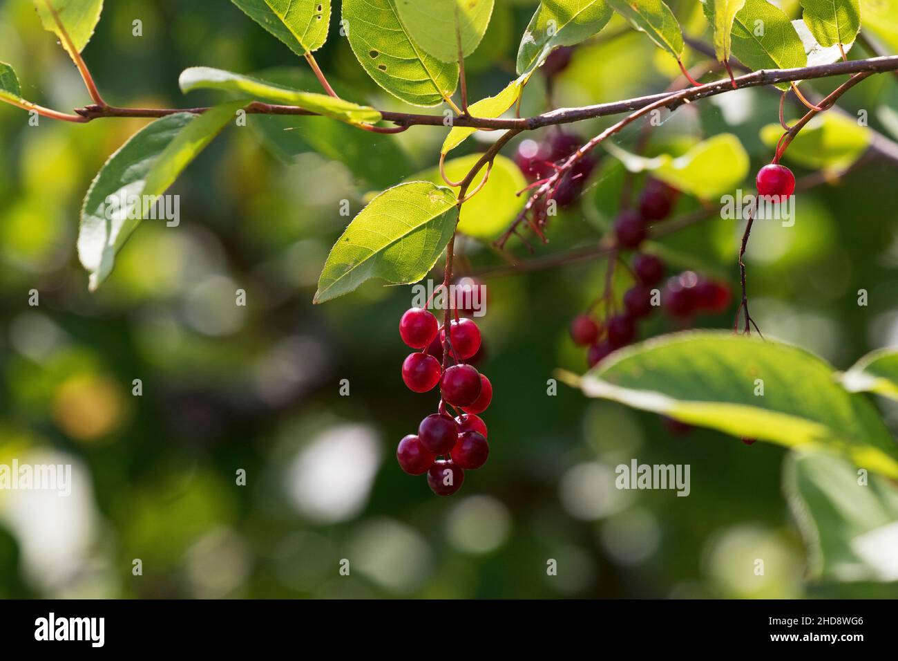 Common chokecherry Prunus virginiana back lit Rotary Park Bouctouche