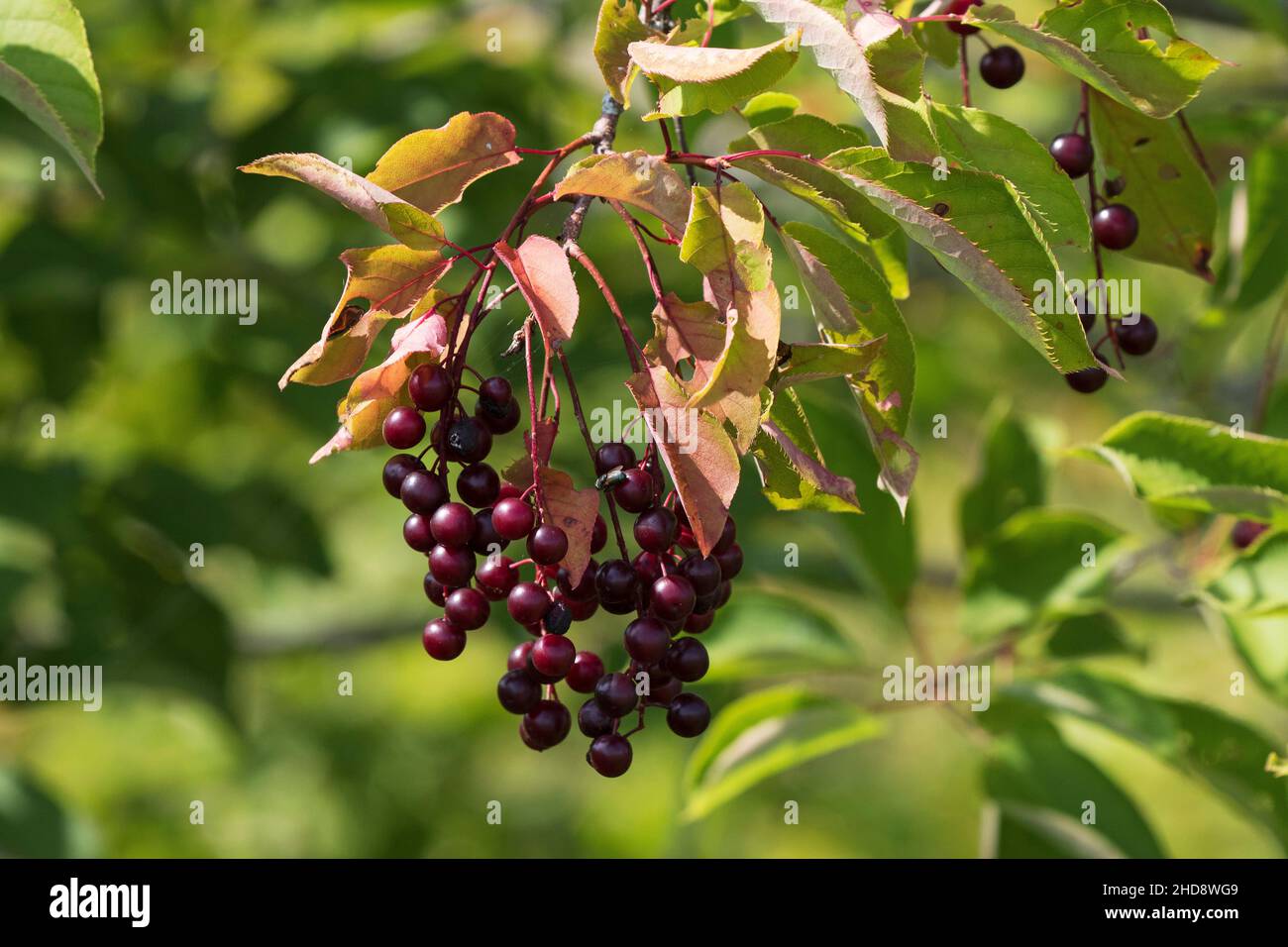 Common chokecherry Prunus virginiana back lit Rotary Park Bouctouche