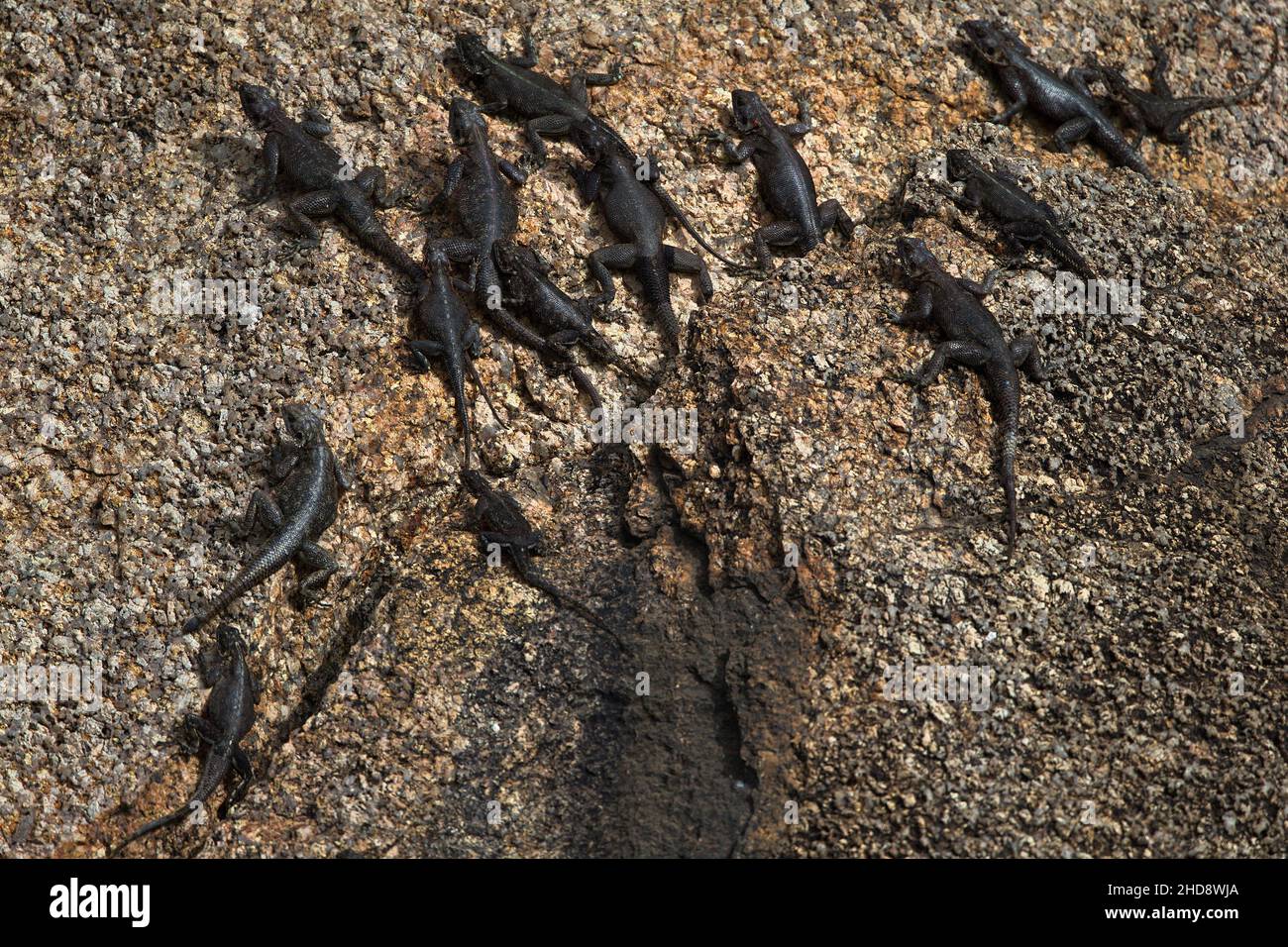 Group of lizards on the rock in Tanzania Stock Photo Alamy