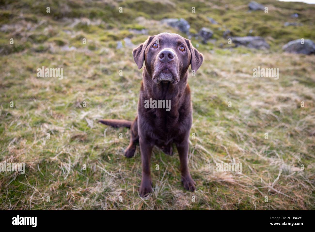 Chocolate Labrador in the countryside Stock Photo