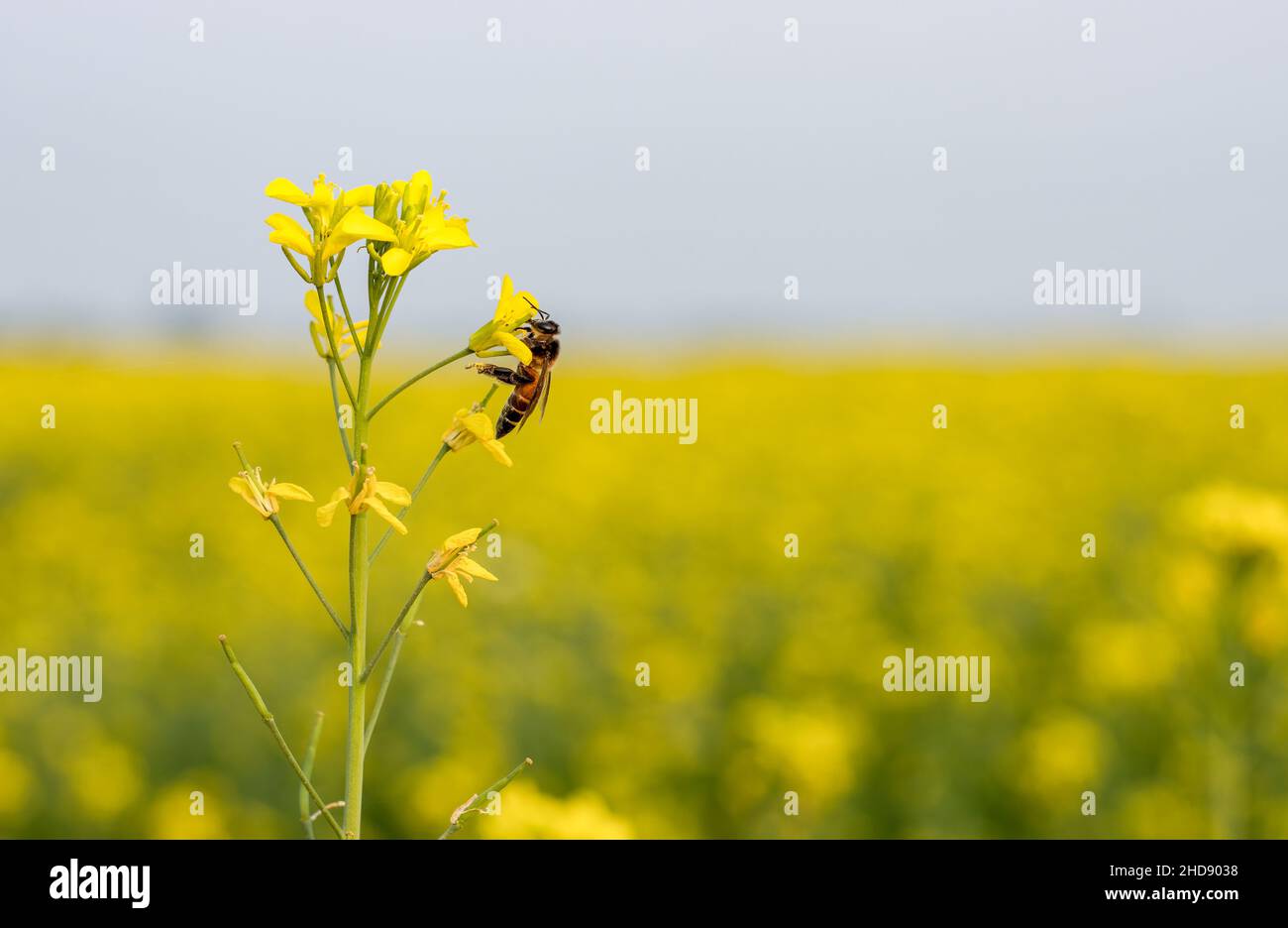 Beautiful shot of a honey bee hi-res stock photography and images - Alamy