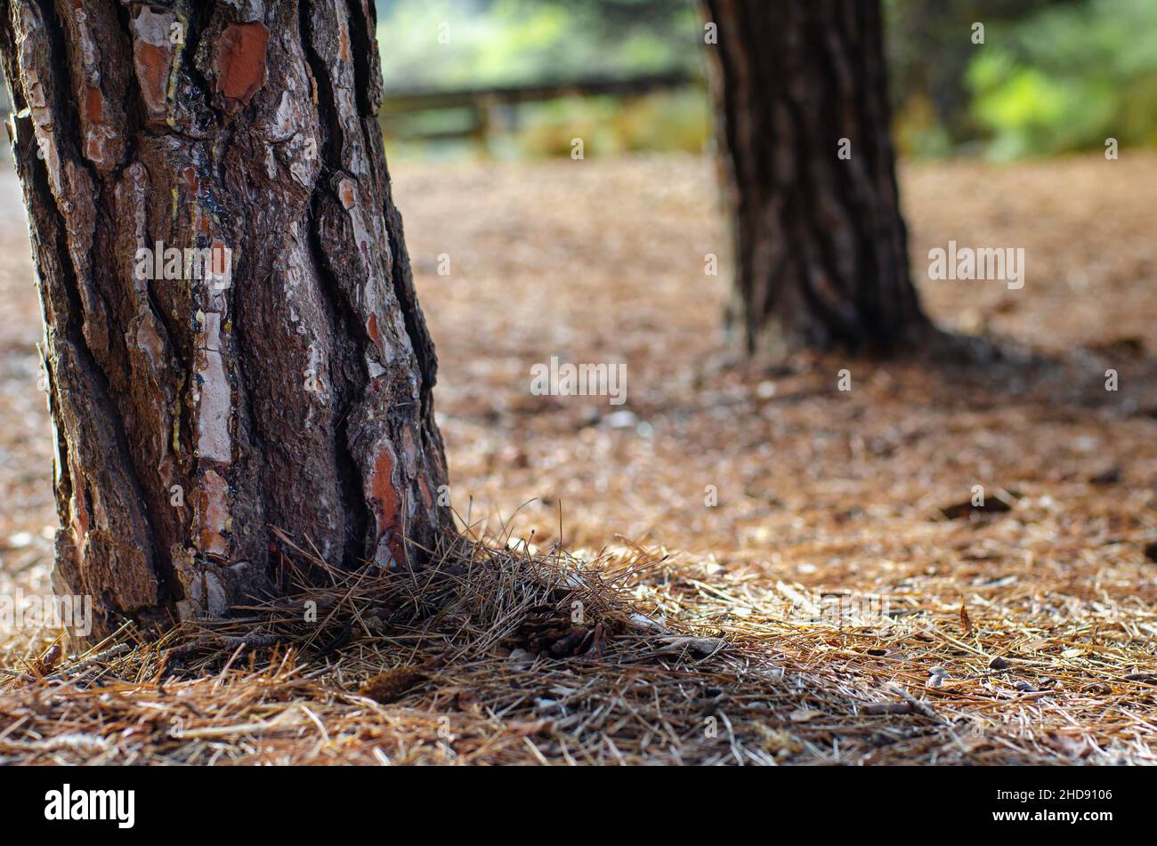 stock photo of an old chopped tree with shallow depth of field. with ...
