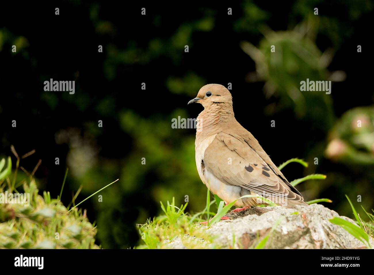 Birds in freedom and in their environment of Uruguay. Stock Photo