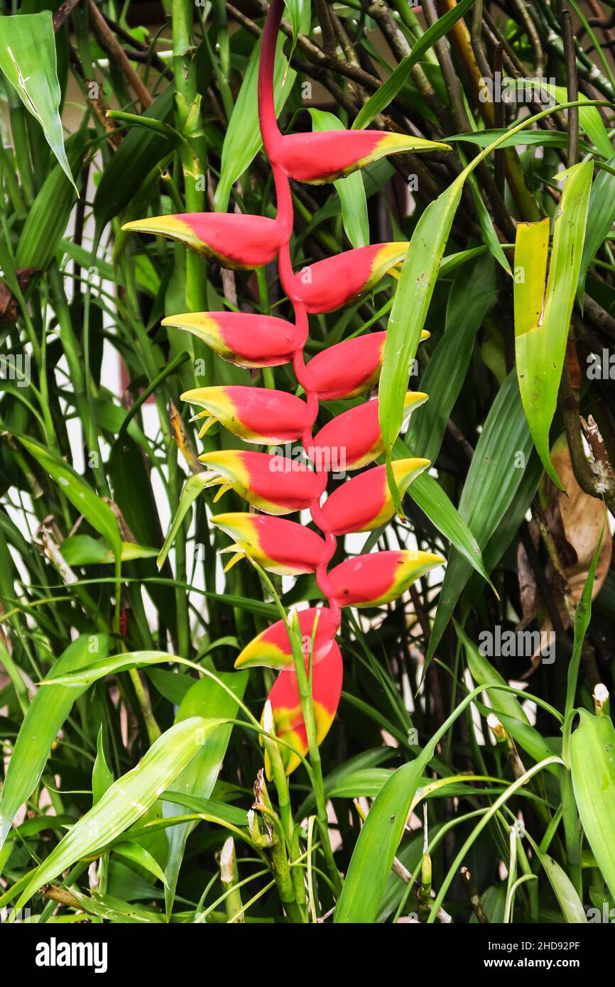 Red Lobster Claw Heliconia rostrata flower, a popular tropical plant