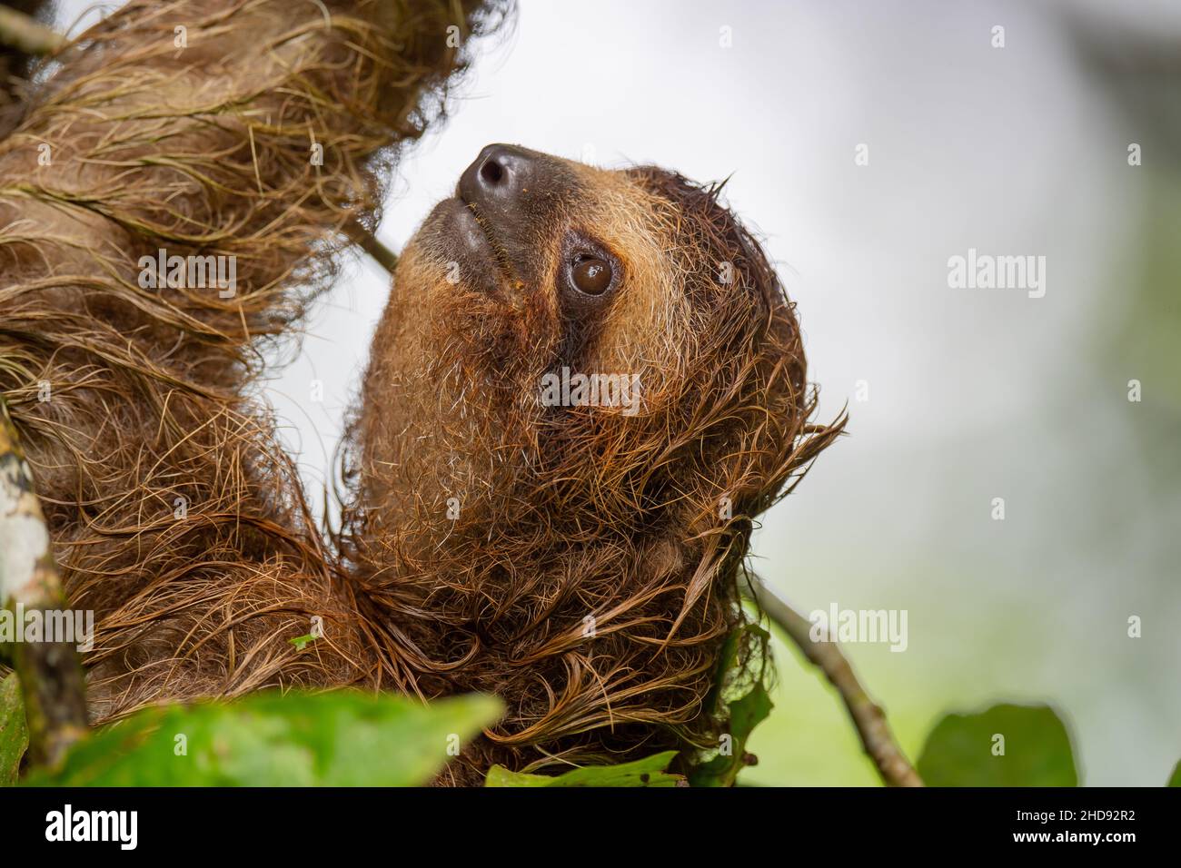 Selective closeup of a cute sloth hanging on a tree Stock Photo