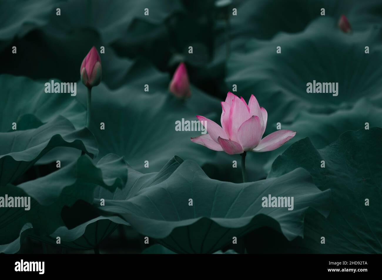 Closeup shot of a blooming Lotus flower Stock Photo
