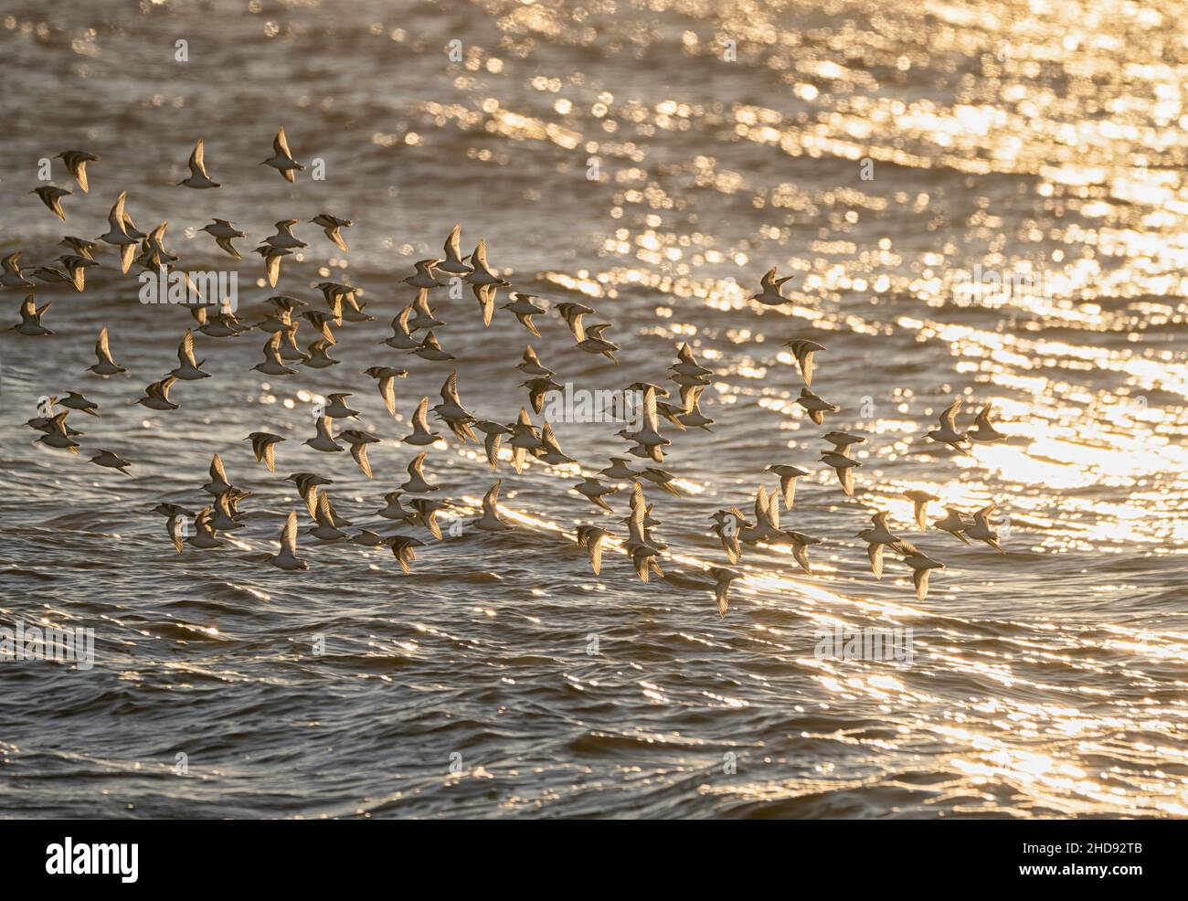 Bird flock flying over the sea Stock Photo - Alamy