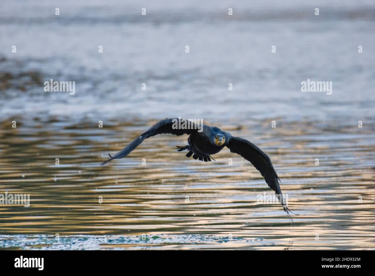 Bird in flight front view hi-res stock photography and images - Alamy
