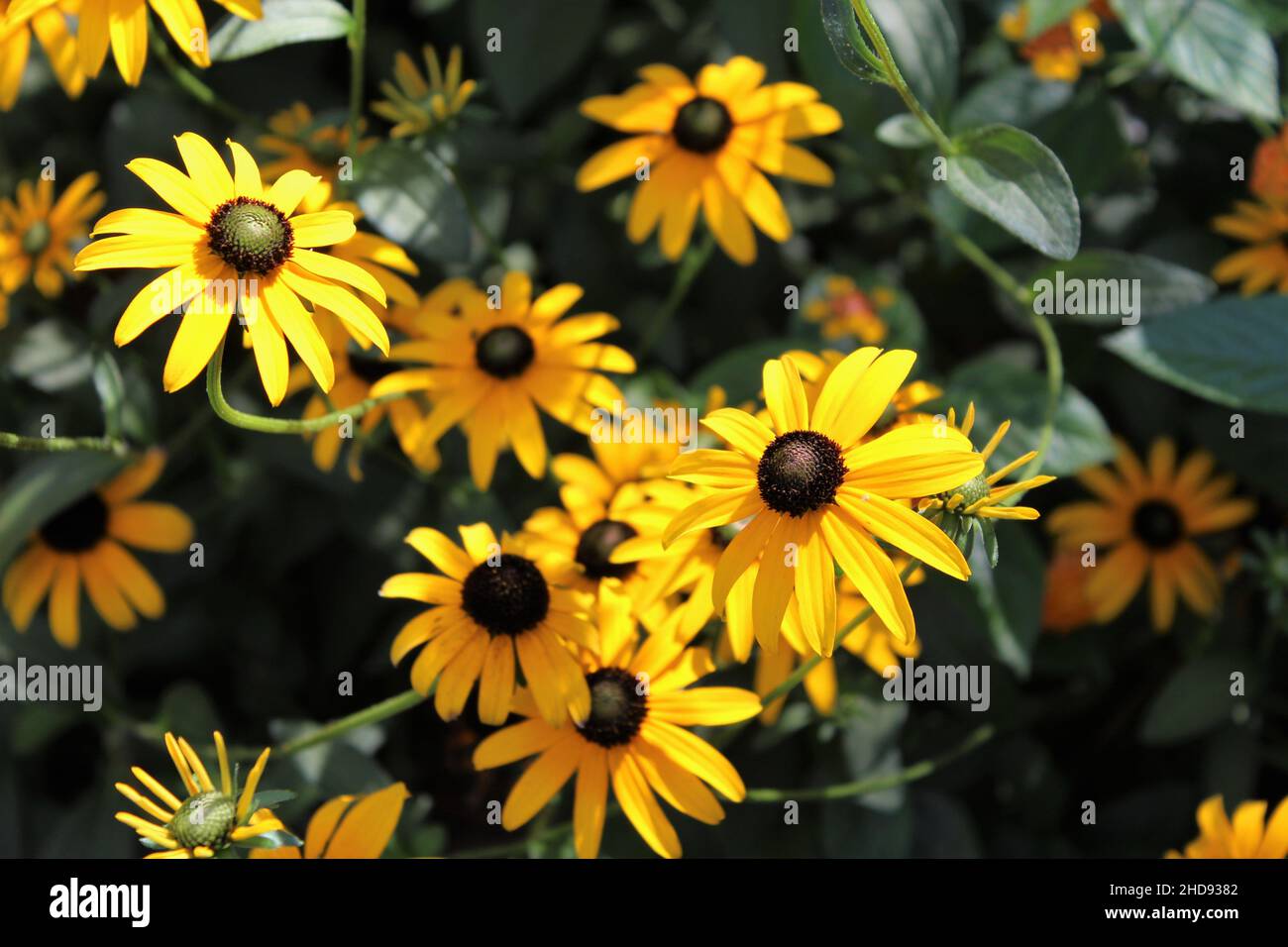 Garden aesthetic hi-res stock photography and images - Alamy