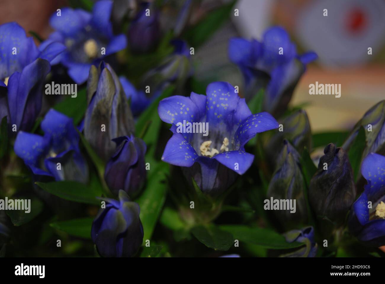 Closeup of the Gentiana scabra, the Japanese gentian. Stock Photo
