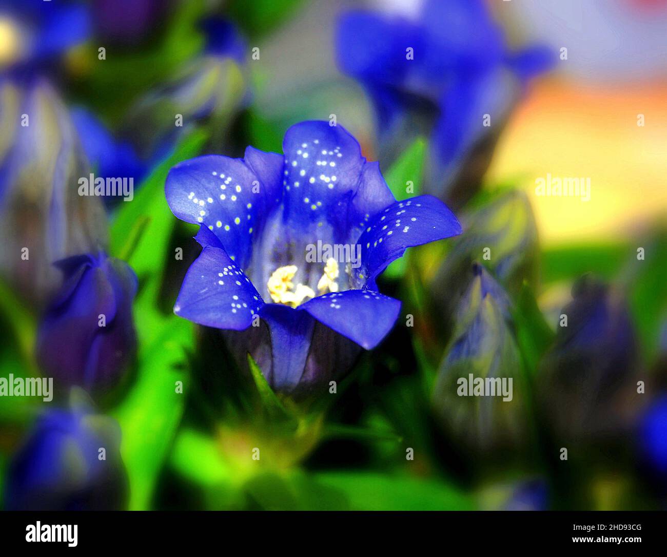 Closeup of the Gentiana scabra, the Japanese gentian. Stock Photo