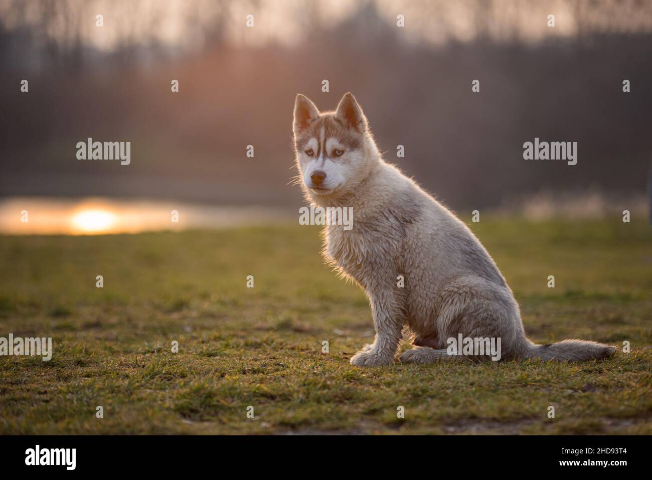 Puppy husky is walking around on the green dog meadow. The dog has bright blue eyes and a light coat with dark gray stripes Stock Photo