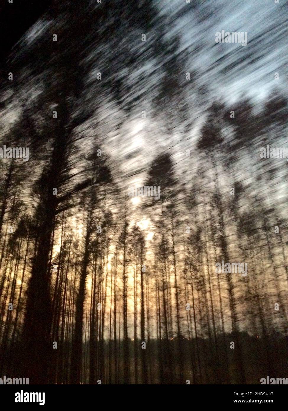 Vertical shot of the blurred trees' silhouettes. Fast motion effect ...