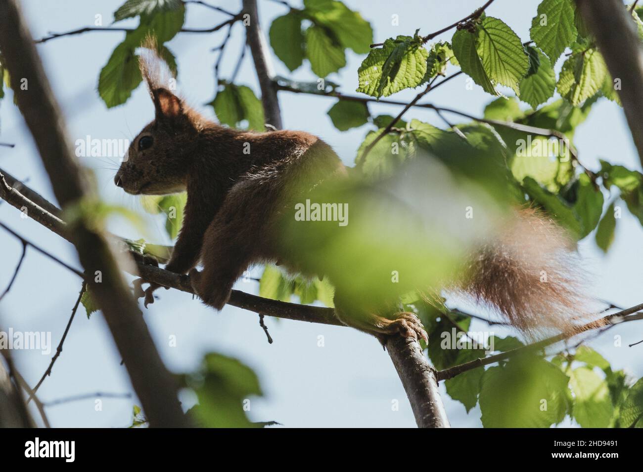 https://c8.alamy.com/comp/2HD9491/a-young-squirrel-running-around-in-an-autumn-tree-2HD9491.jpg