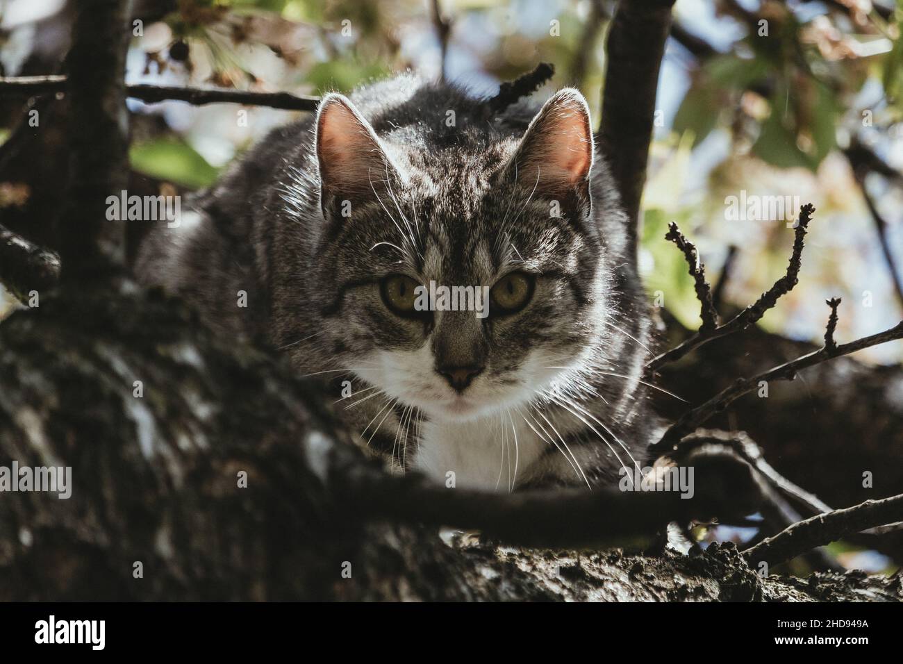 Domestic cat hunting in an autumn tree Stock Photo Alamy