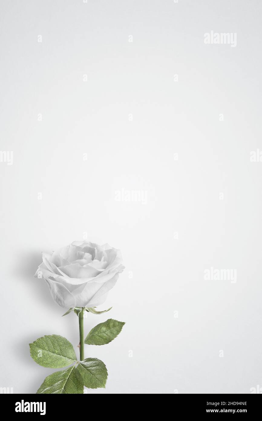 Single White rose on a plain background with copy space Stock Photo - Alamy