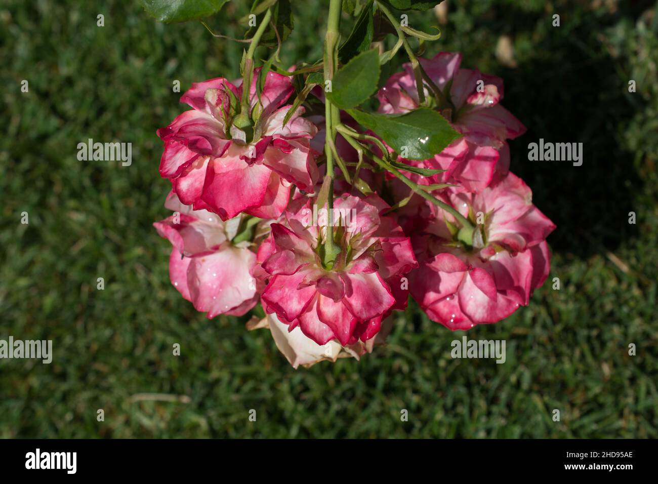 Selective of red roses hanging towards the grass Stock Photo - Alamy
