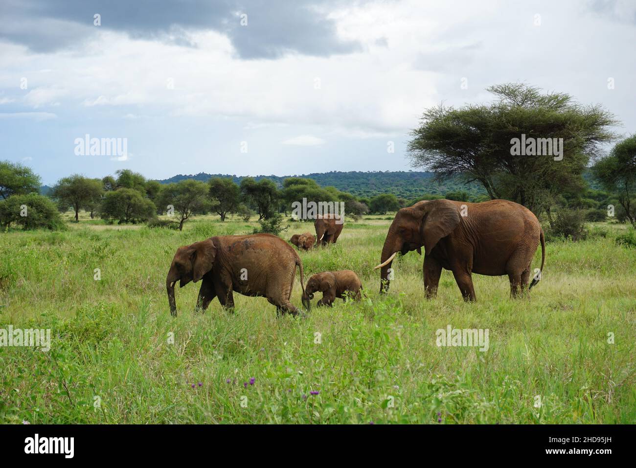 Beautiful elephant family taking care of the baby elephant, Tarangire