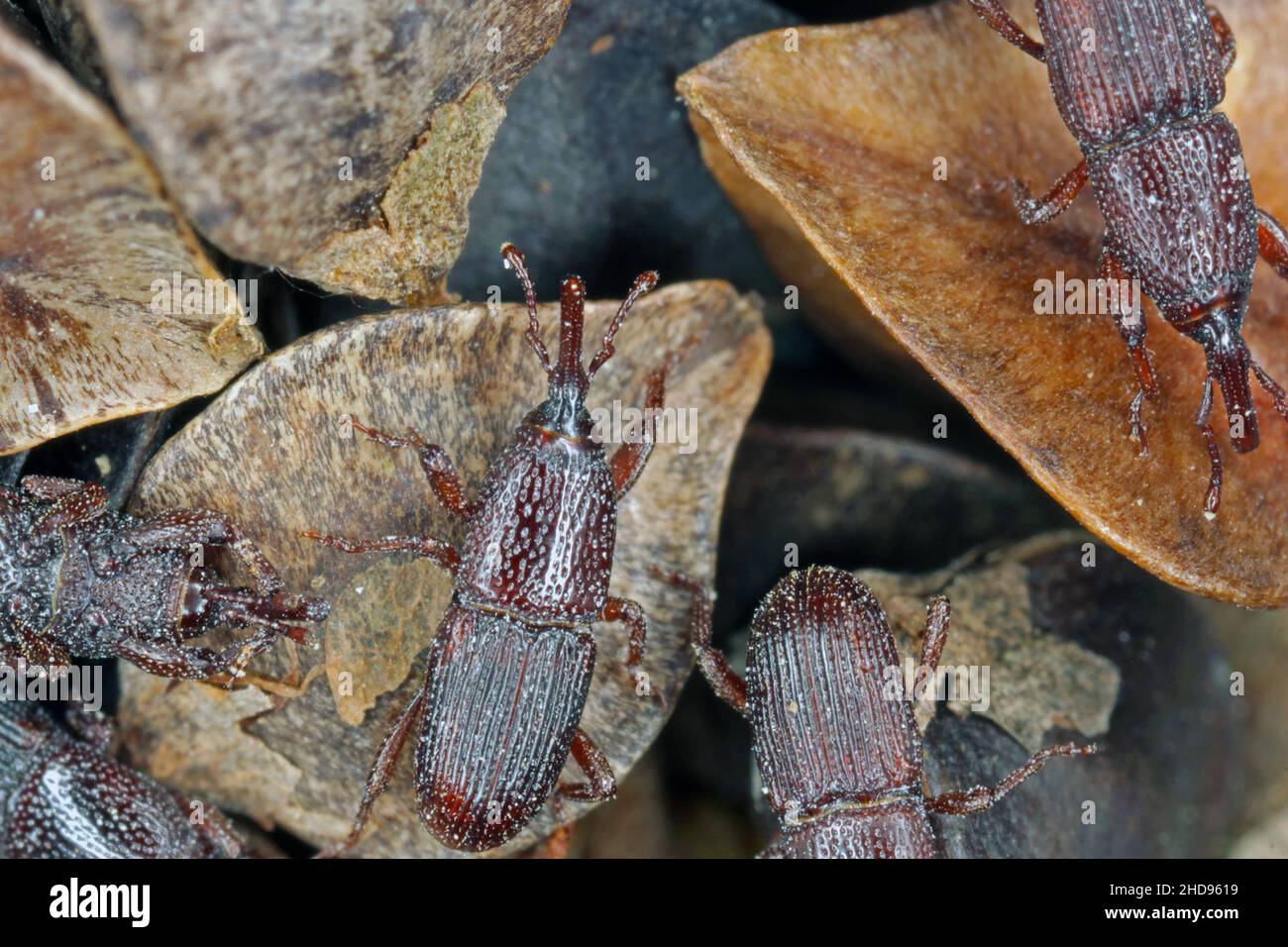 Wheat weevil Sitophilus granarius beetles on buckwheat seeds. High magnification. Stock Photo