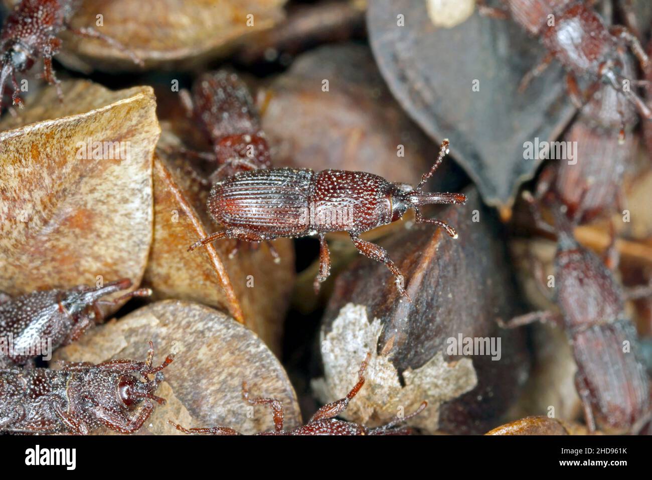 Wheat weevil Sitophilus granarius beetles on buckwheat seeds. High magnification. Stock Photo