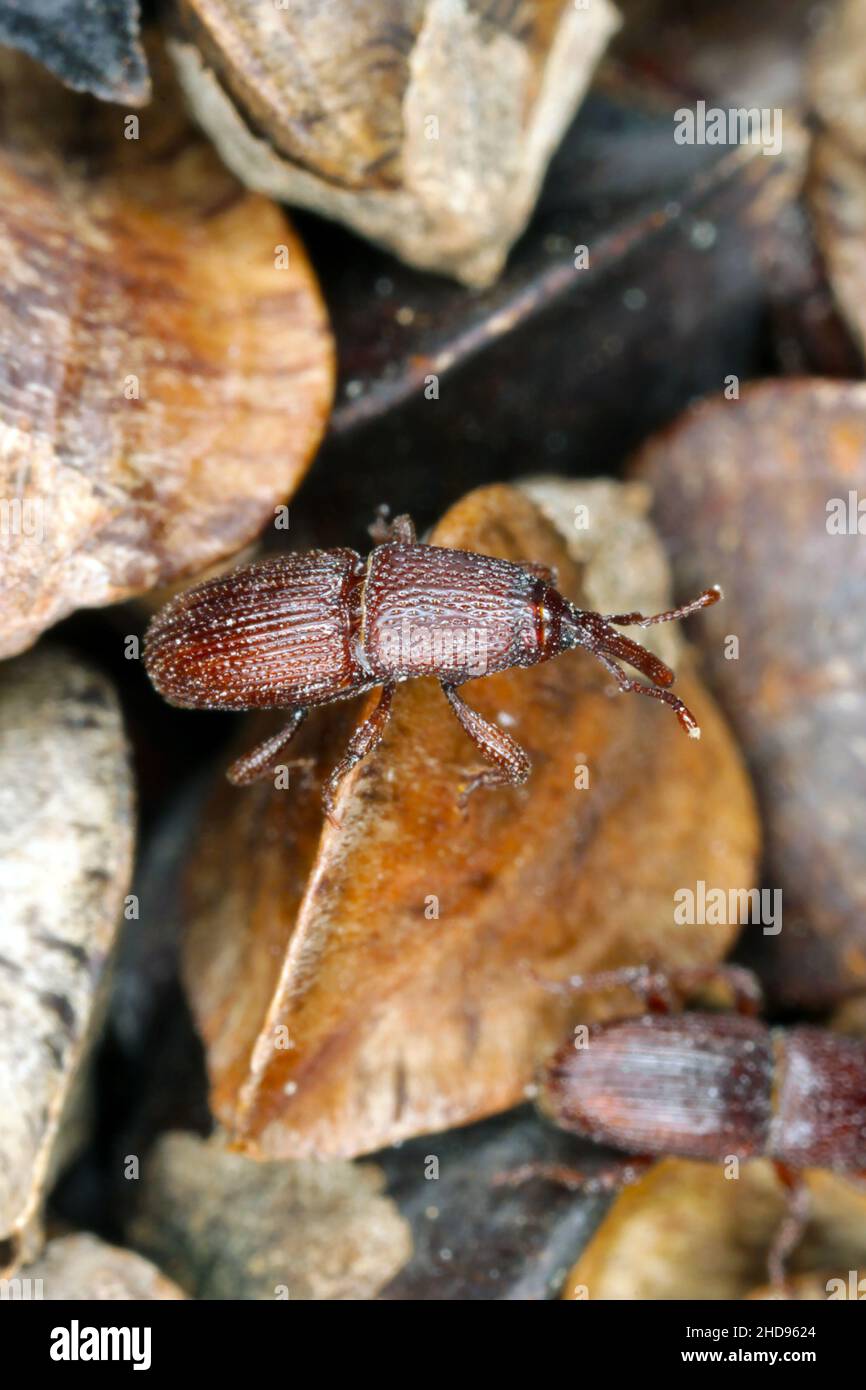 Wheat weevil Sitophilus granarius beetles on buckwheat seeds. High magnification. Stock Photo