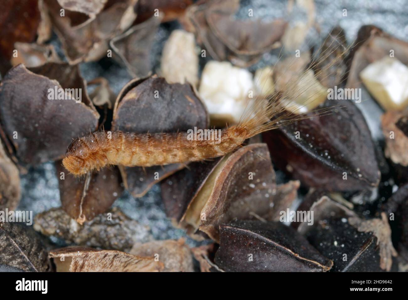 Larva of Attagenus pellio the fur beetle or carpet beetle from the family Dermestidae a skin beetles. On buckwheat seeds. Stock Photo