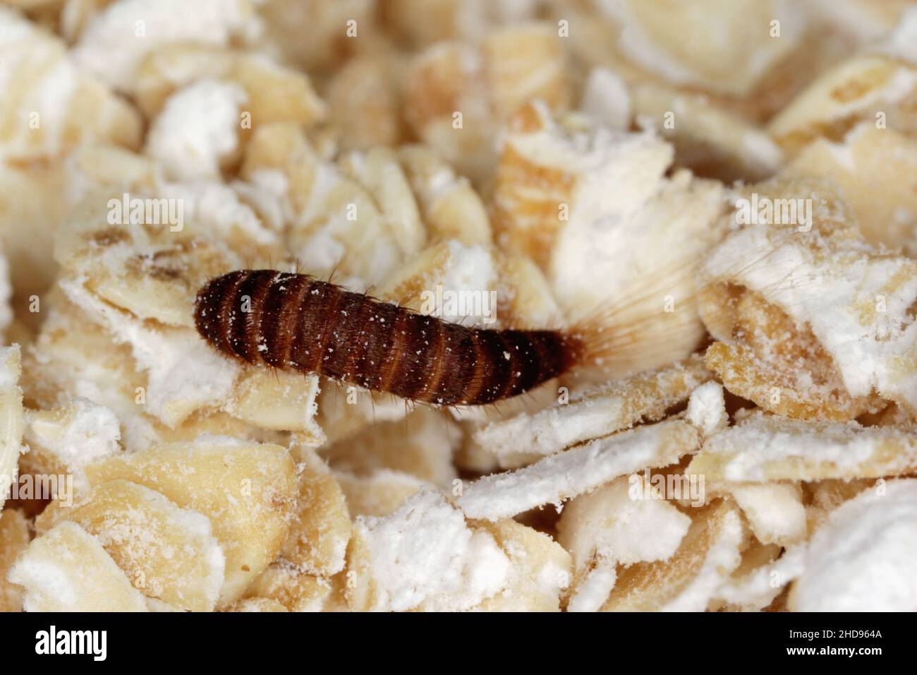 Larva of Attagenus pellio the fur beetle or carpet beetle from the family Dermestidae a skin beetles. On oat flakes. Stock Photo
