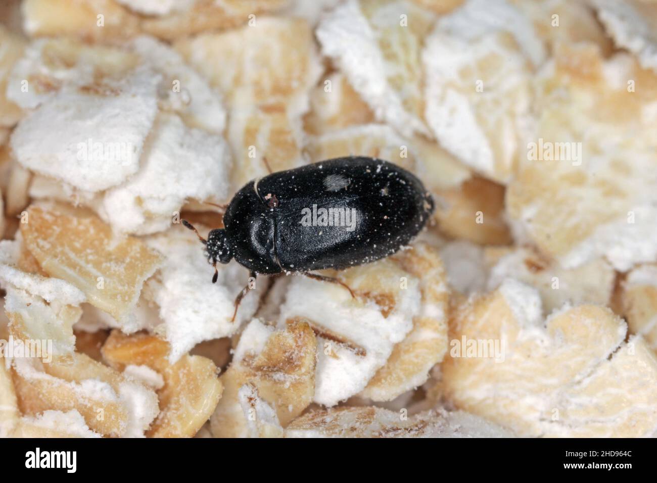 Female of Attagenus pellio the fur beetle or carpet beetle from the family Dermestidae a skin beetles. Stock Photo