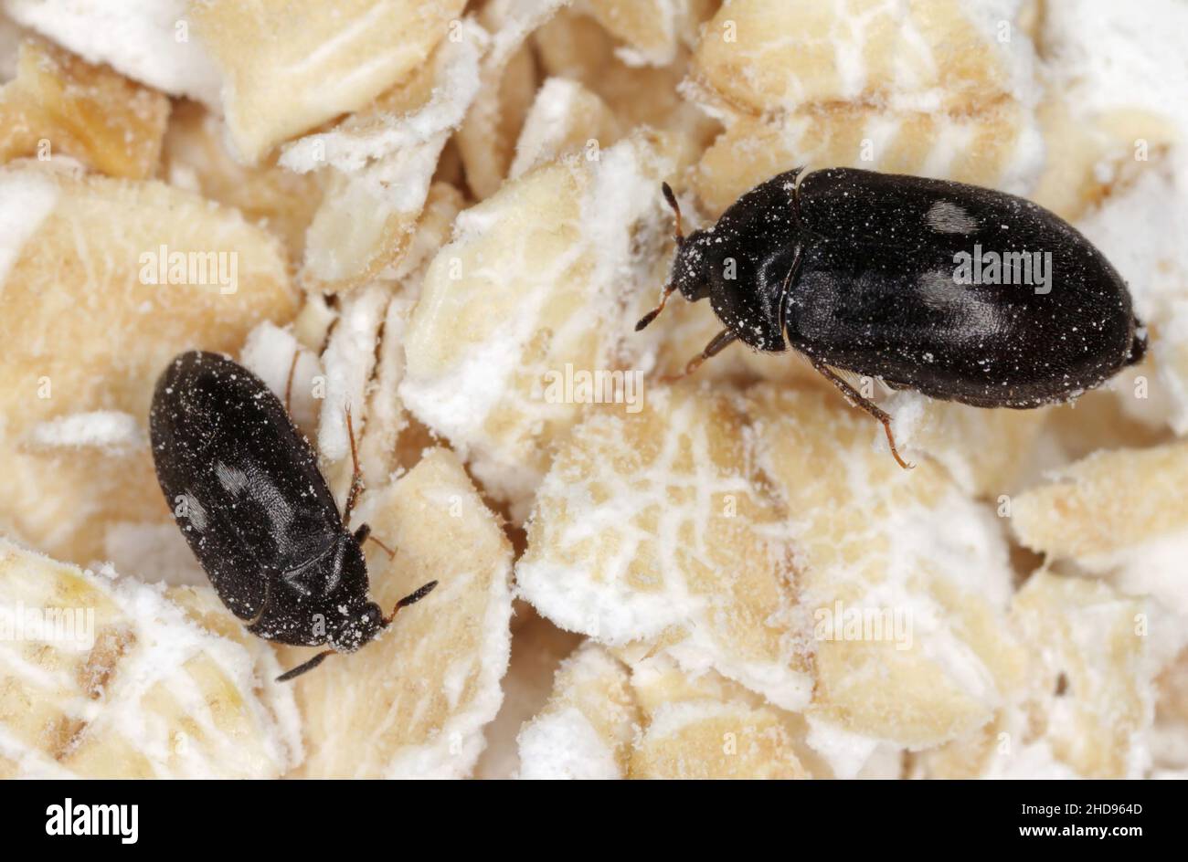 Female and male of Attagenus pellio the fur beetle or carpet beetle from the family Dermestidae a skin beetles On oat flakes. Stock Photo