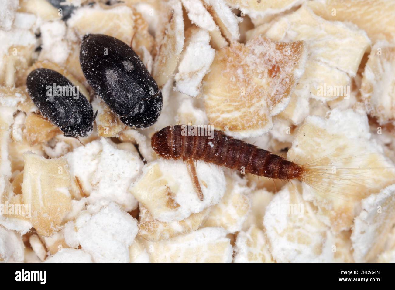 Female, male and larva of Attagenus pellio the fur beetle or carpet beetle from the family Dermestidae a skin beetles. On oat flakes. Stock Photo