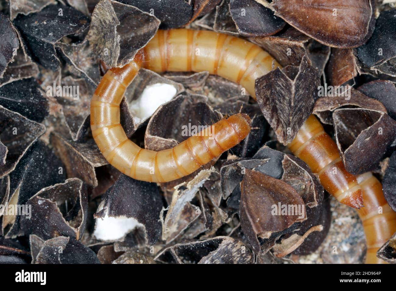 Mealworms are the larval form of the mealworm beetle, Tenebrio molitor