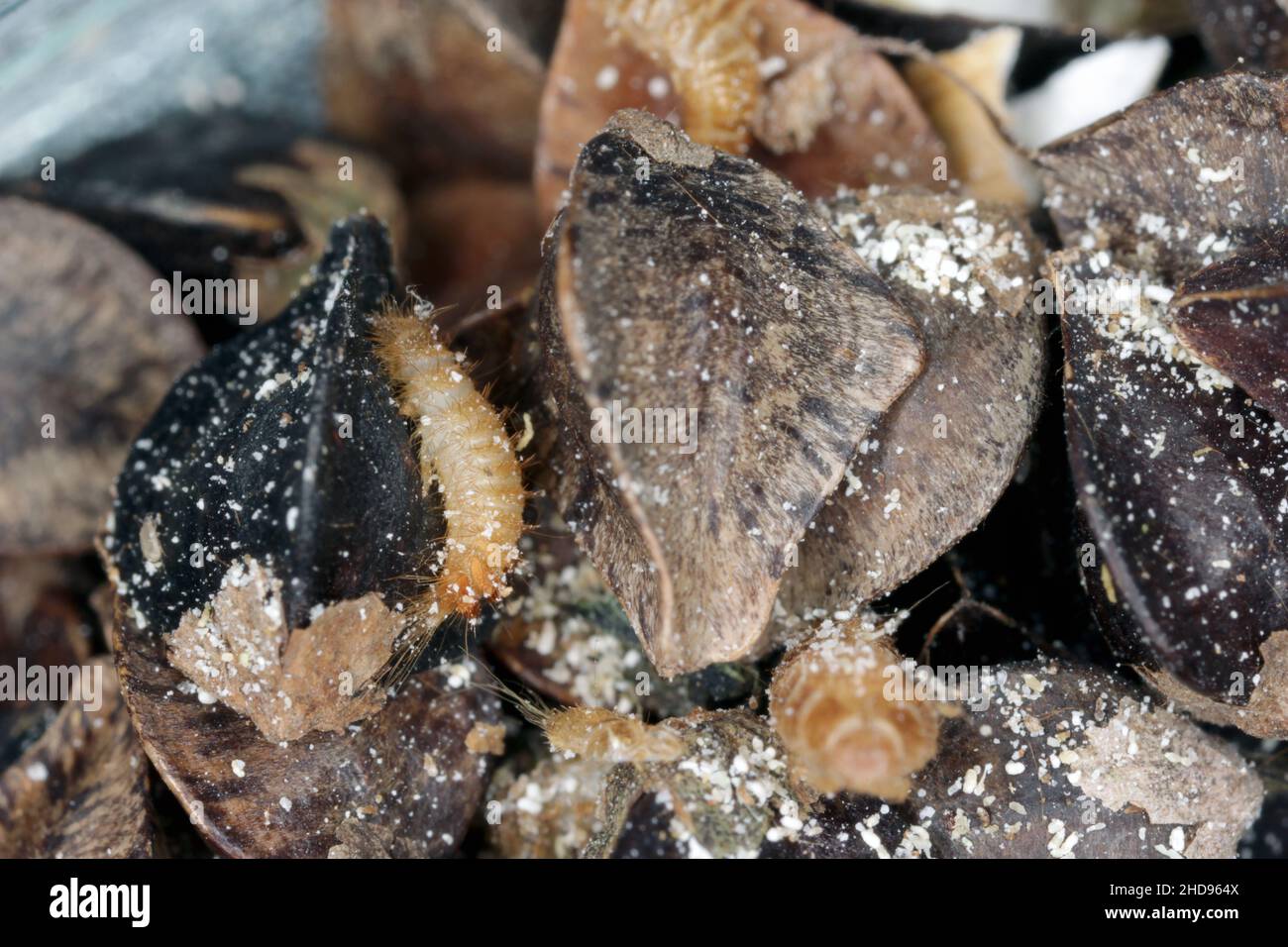 Khapra beetle (Trogoderma granarium) on buckwheat seeds. Dermestidae