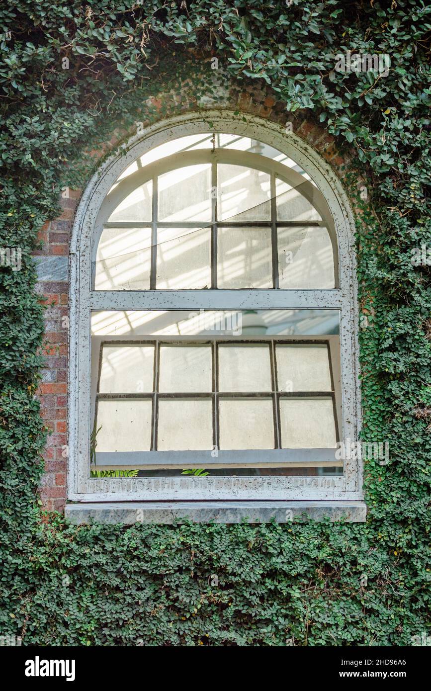 An old arched and curved white window on a greenery covered wall Stock Photo