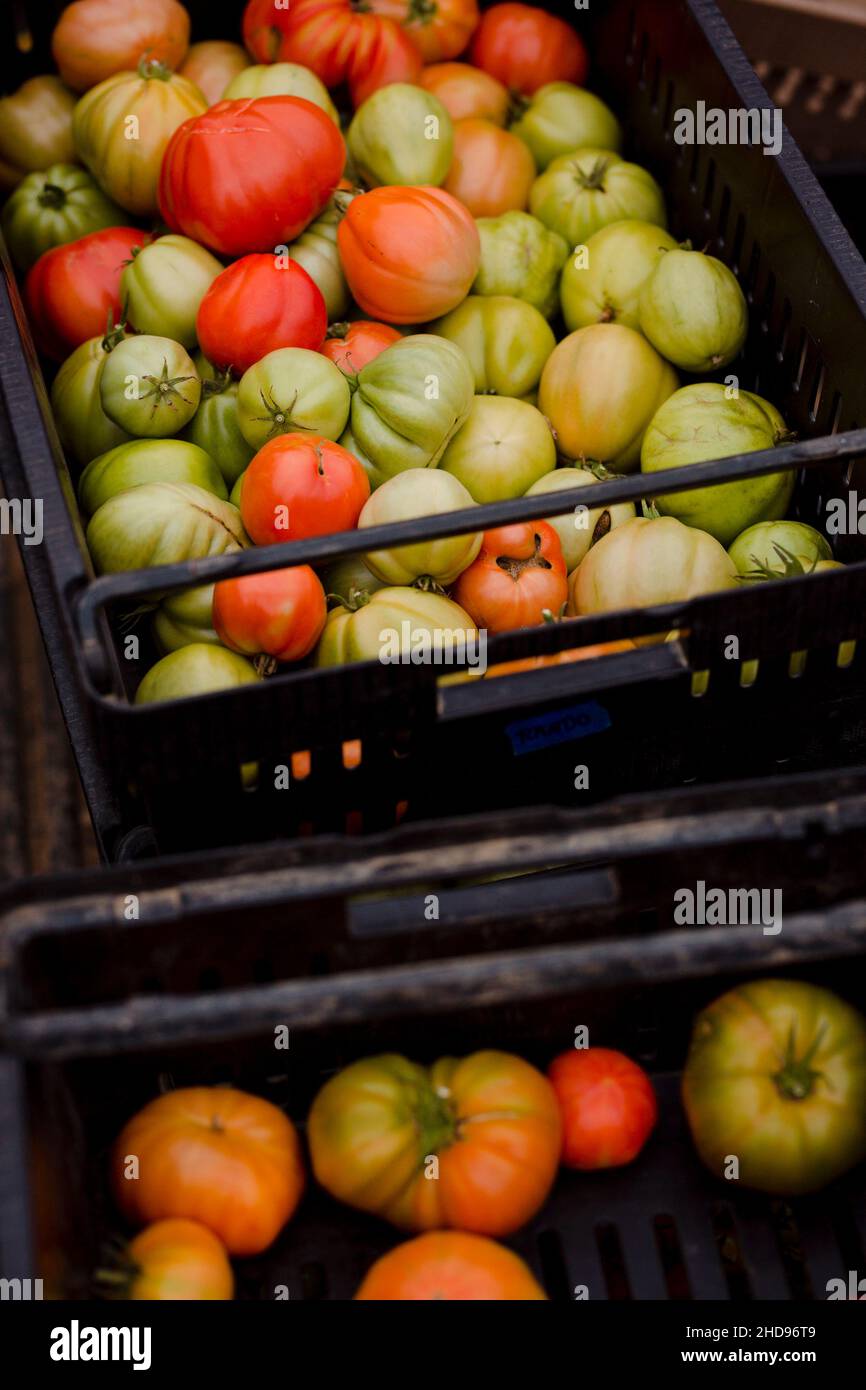 Heap of freshly harvested heirloom tomatoes in a dark basket Stock ...