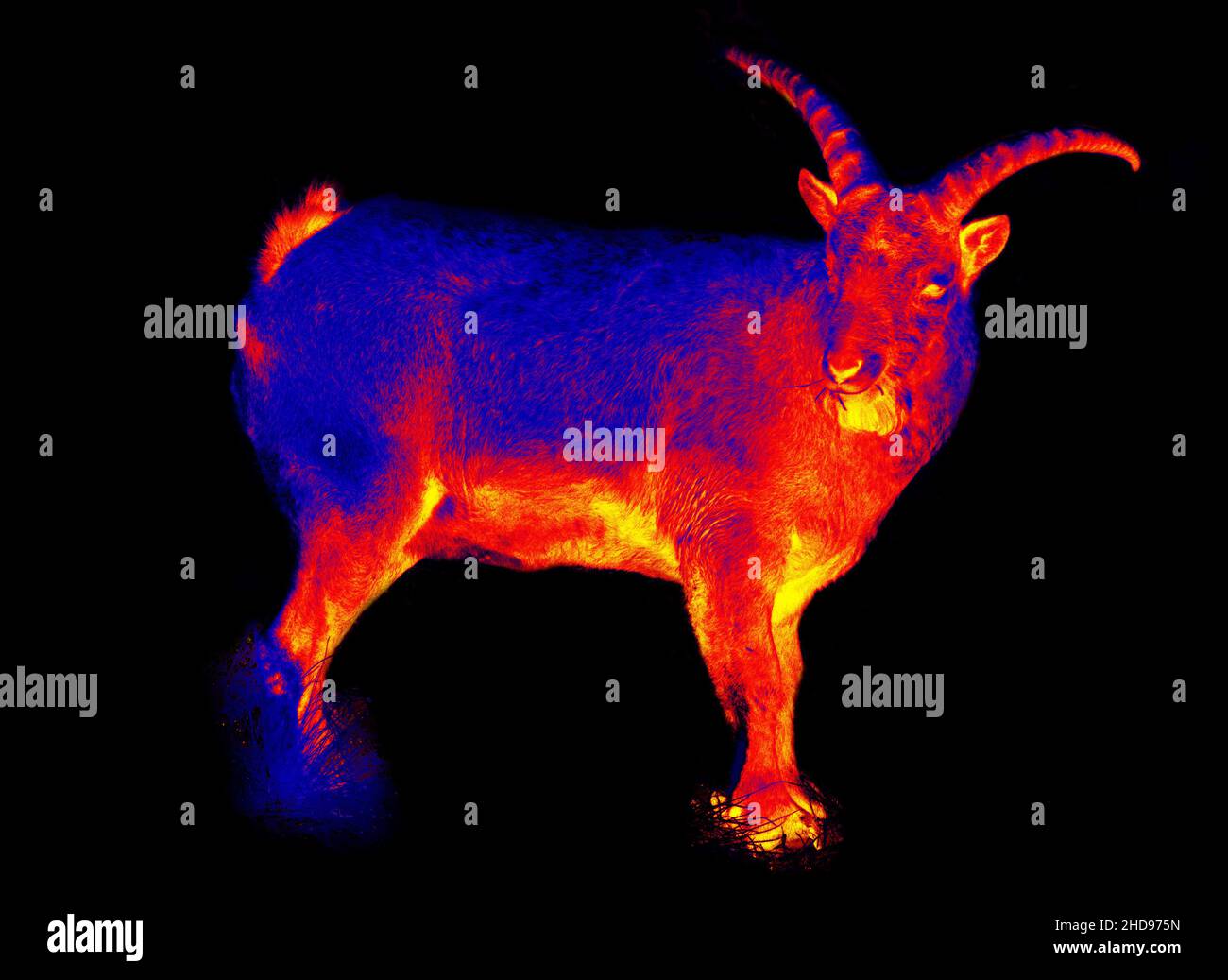Ibexes, wild goat. Scanning the animal's body temperature with a