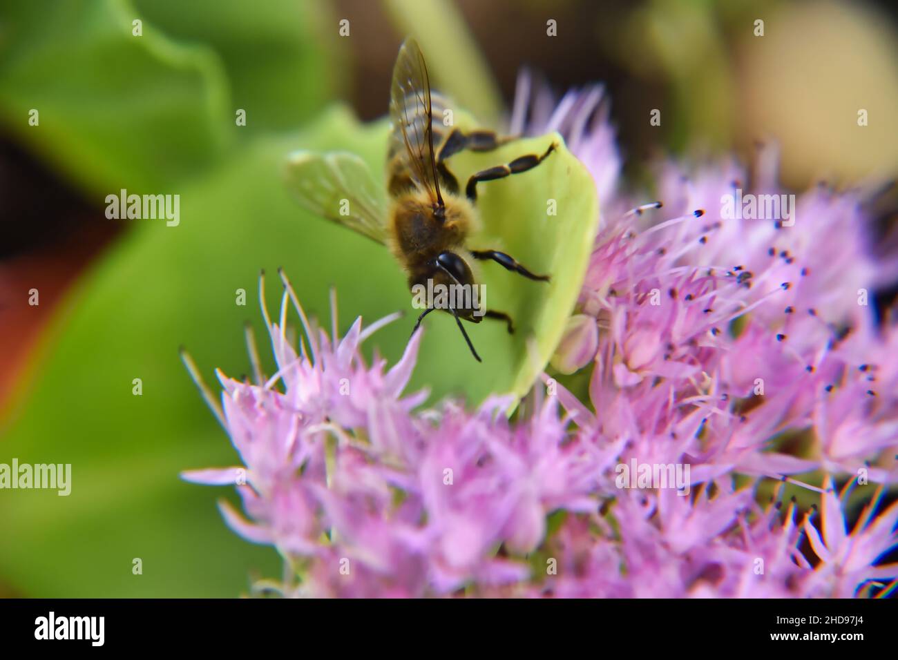 Close up honey bee collect hi-res stock photography and images - Alamy