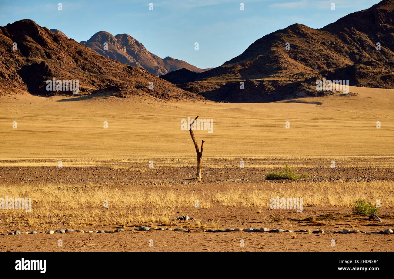 Small dead tree in Namib desert with Naukluft mountain range in the background near Sossusvlei, Namibia Stock Photo