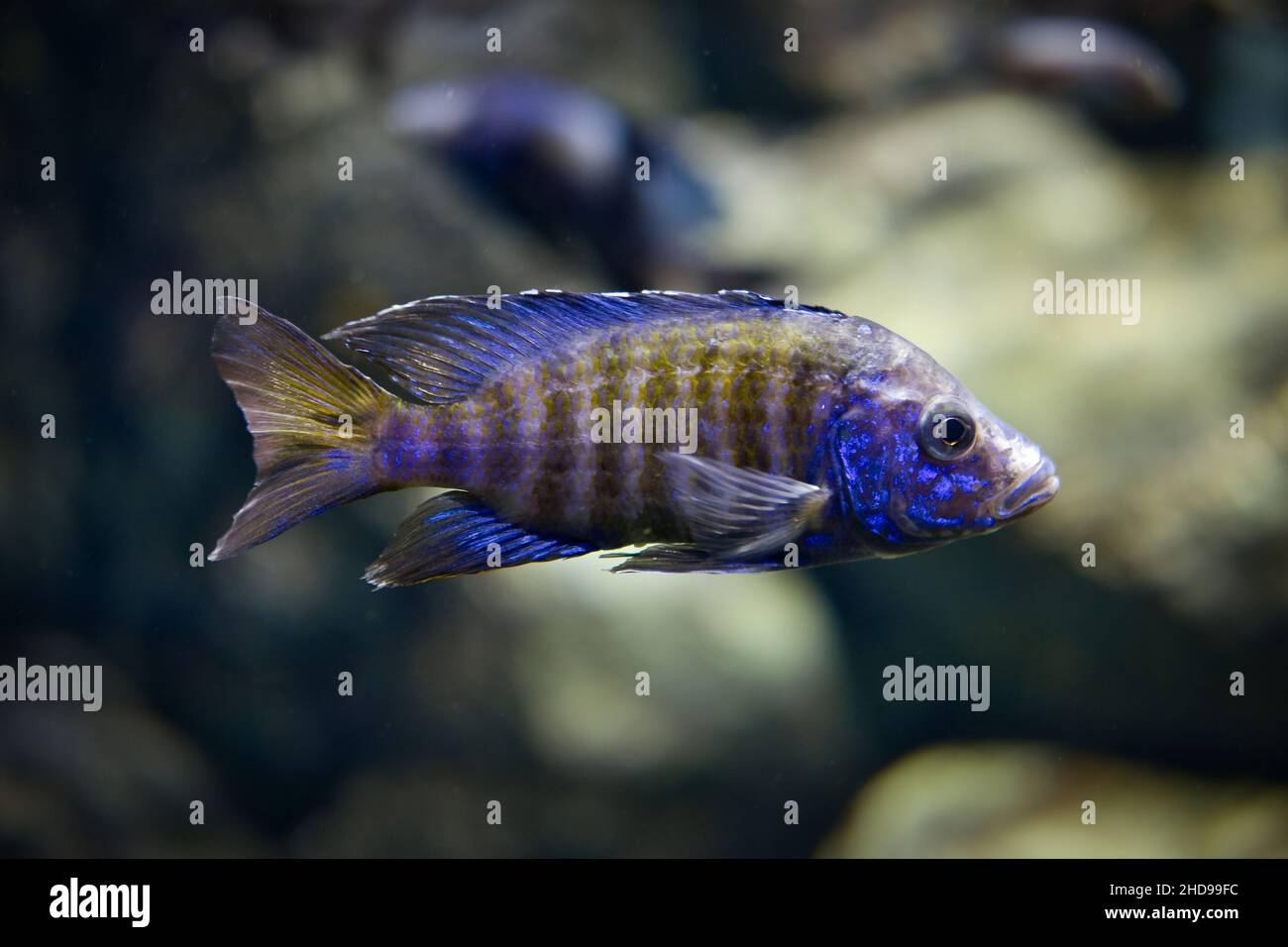 Blue striped aulonocara african fish swims in aquarium. Aulonocara is freshwater tropical fish. Stock Photo
