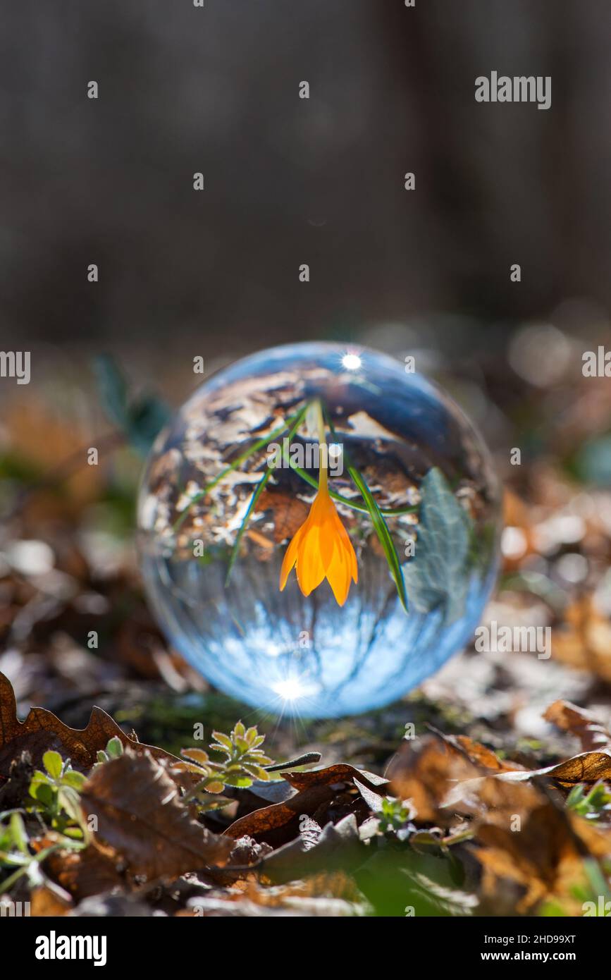 Close up of blooming crocus in a spring forest - upside down reflection in a lens ball - selective focus, copy space Stock Photo