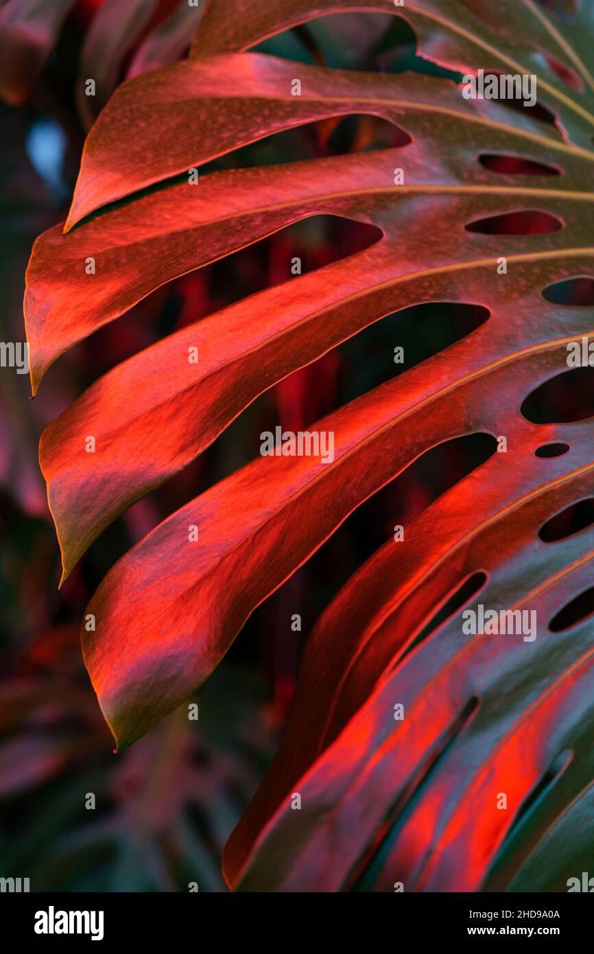 juncus spiralis plant Juncus Spiralis Fern House Plant 6cm Pot – Plants For All Seasons main image 1