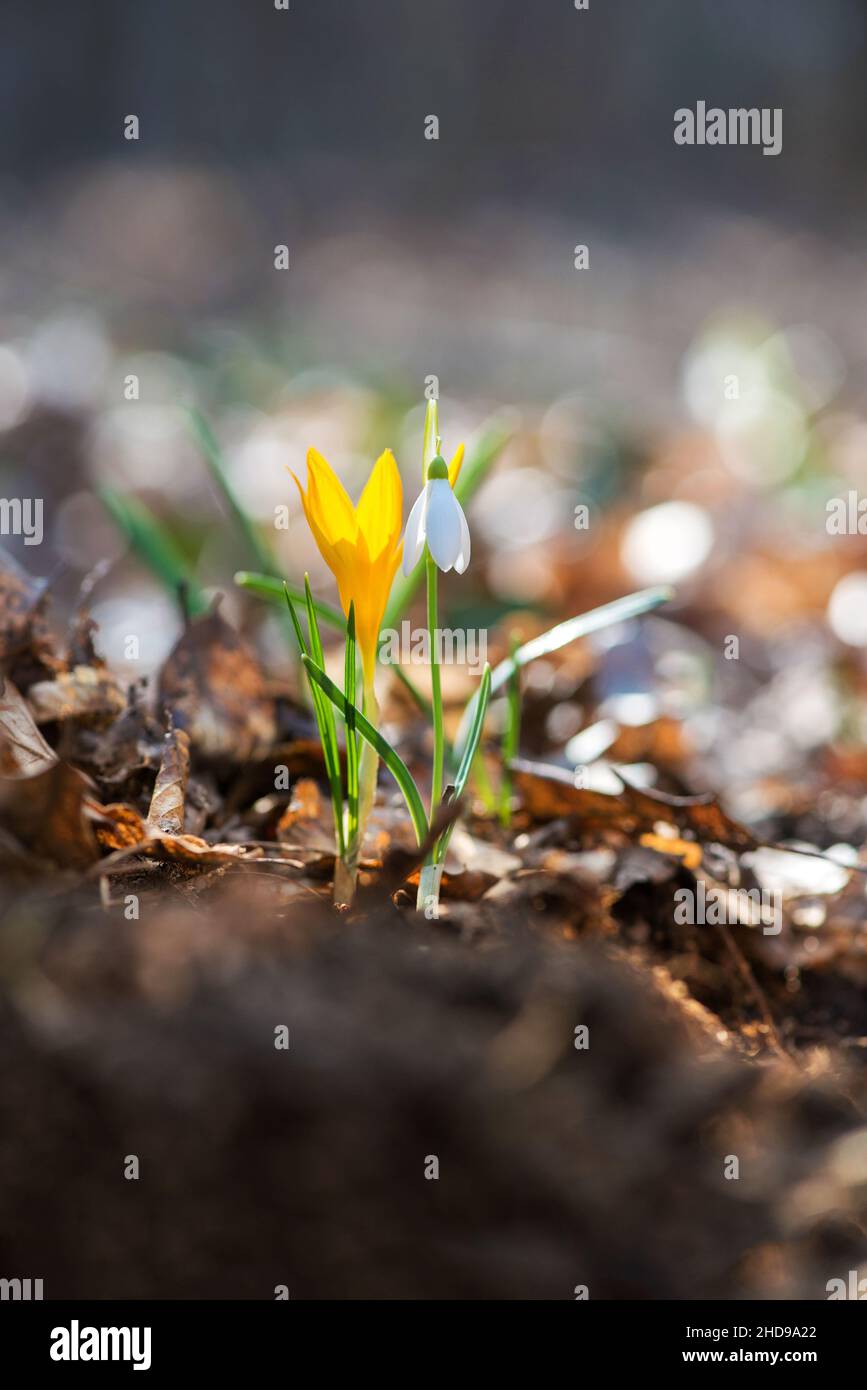 Sprouting crocus in a spring forest - selective focus, copy space Stock Photo
