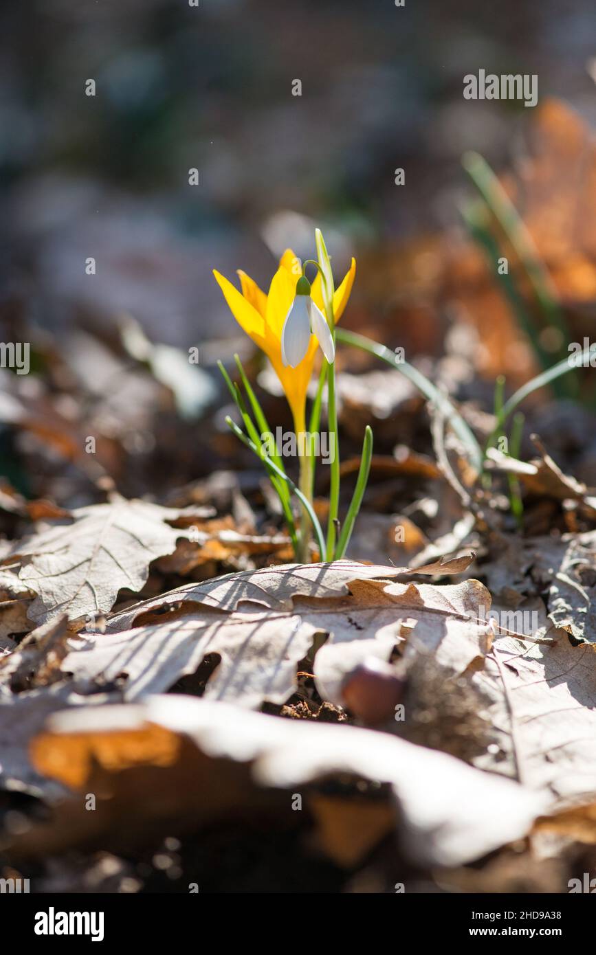 Sprouting crocus in a spring forest - selective focus, copy space Stock Photo