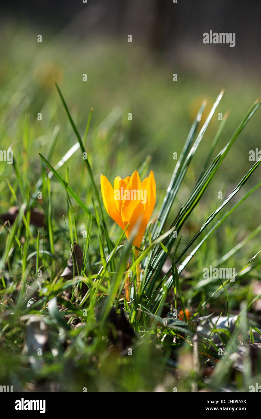 Sprouting crocus in a spring forest - selective focus, copy space Stock Photo