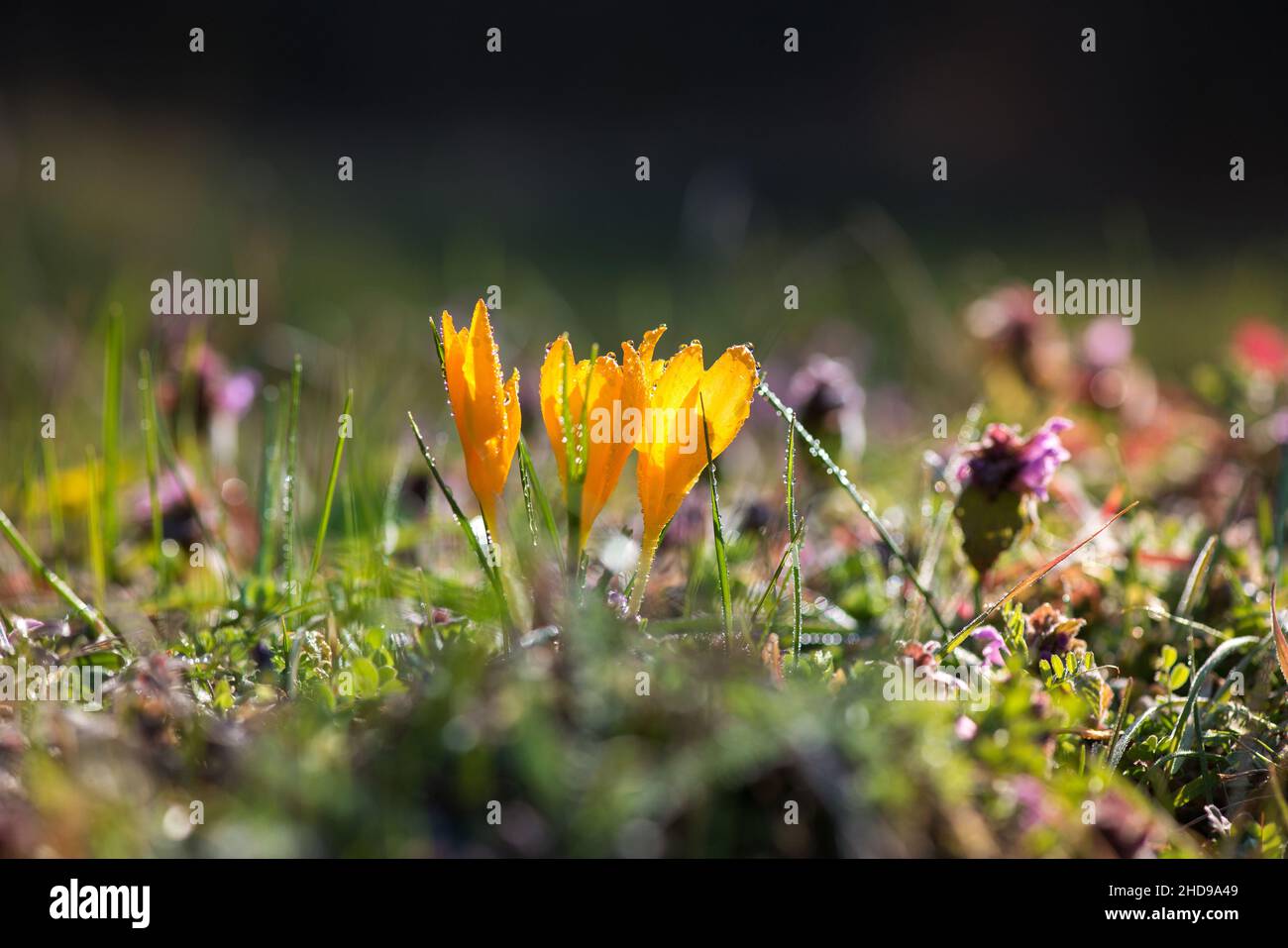 Sprouting crocus in a spring forest - selective focus, copy space Stock Photo