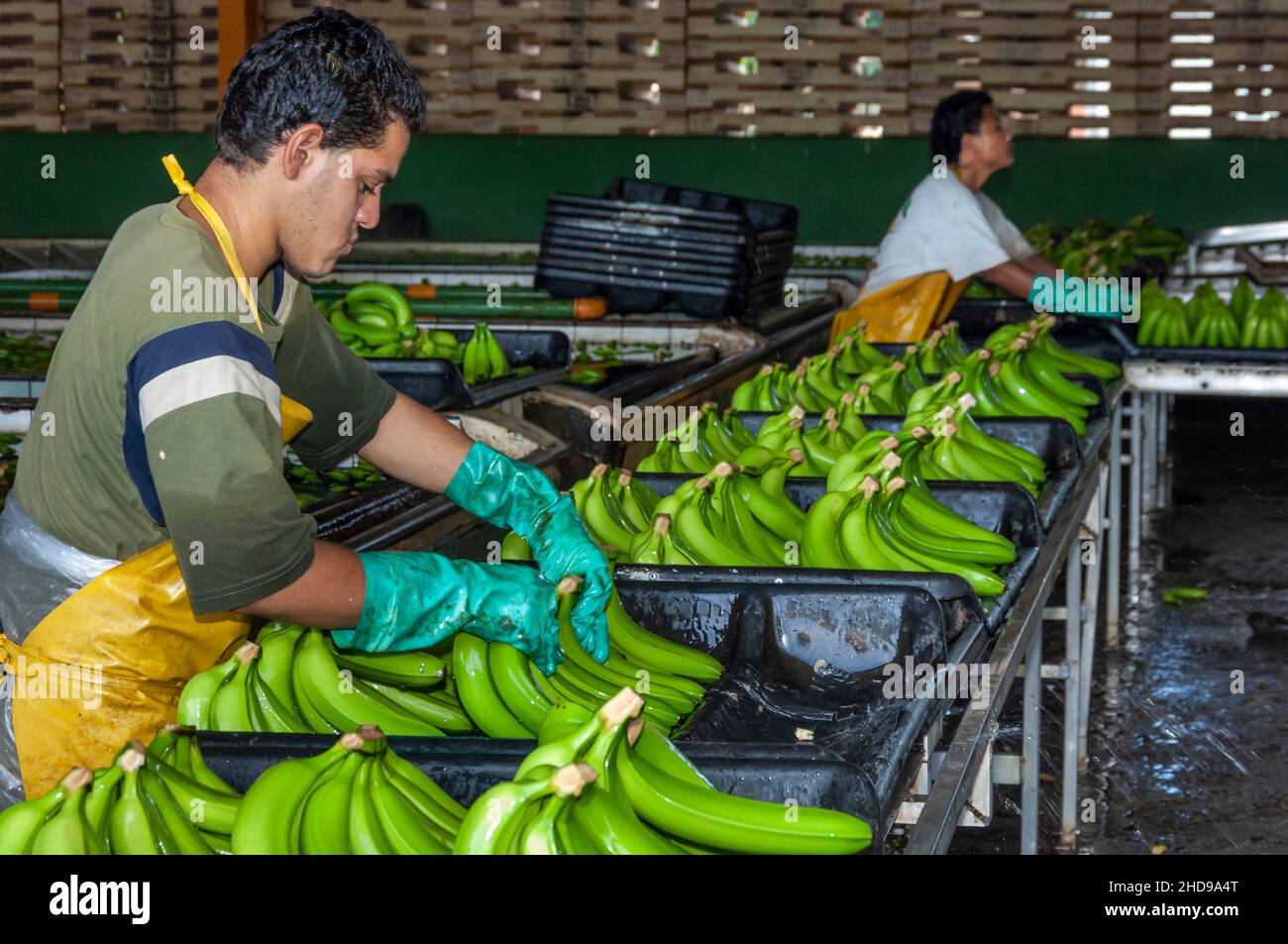 Workers processing bananas at the Dole plantation in Costa Rica