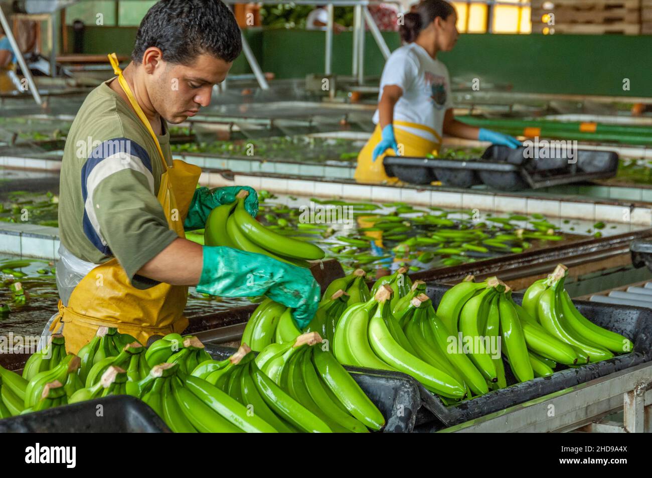 Workers processing bananas at the Dole plantation in Costa Rica